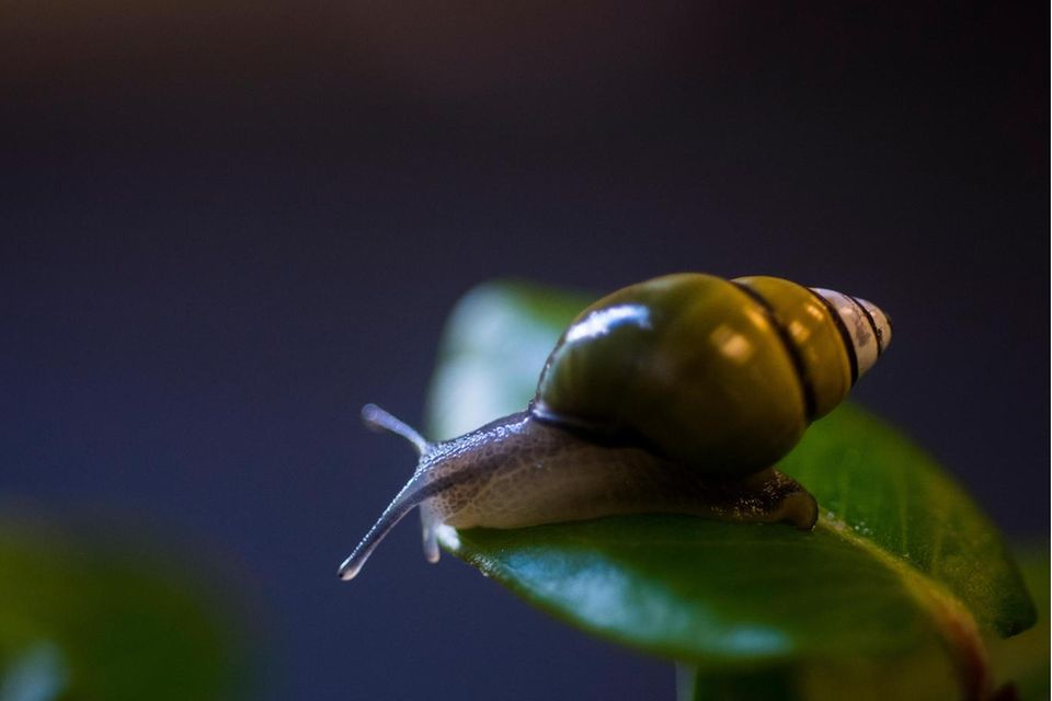 Allein auf der Vulkaninsel Oahu leben Baumschnecken der Gattung Achatinella (hier.: Achatinella sowerbyana). Alle Arten gelten als gefährdet, von vielen existieren nur noch wenige Exemplare  0.6665