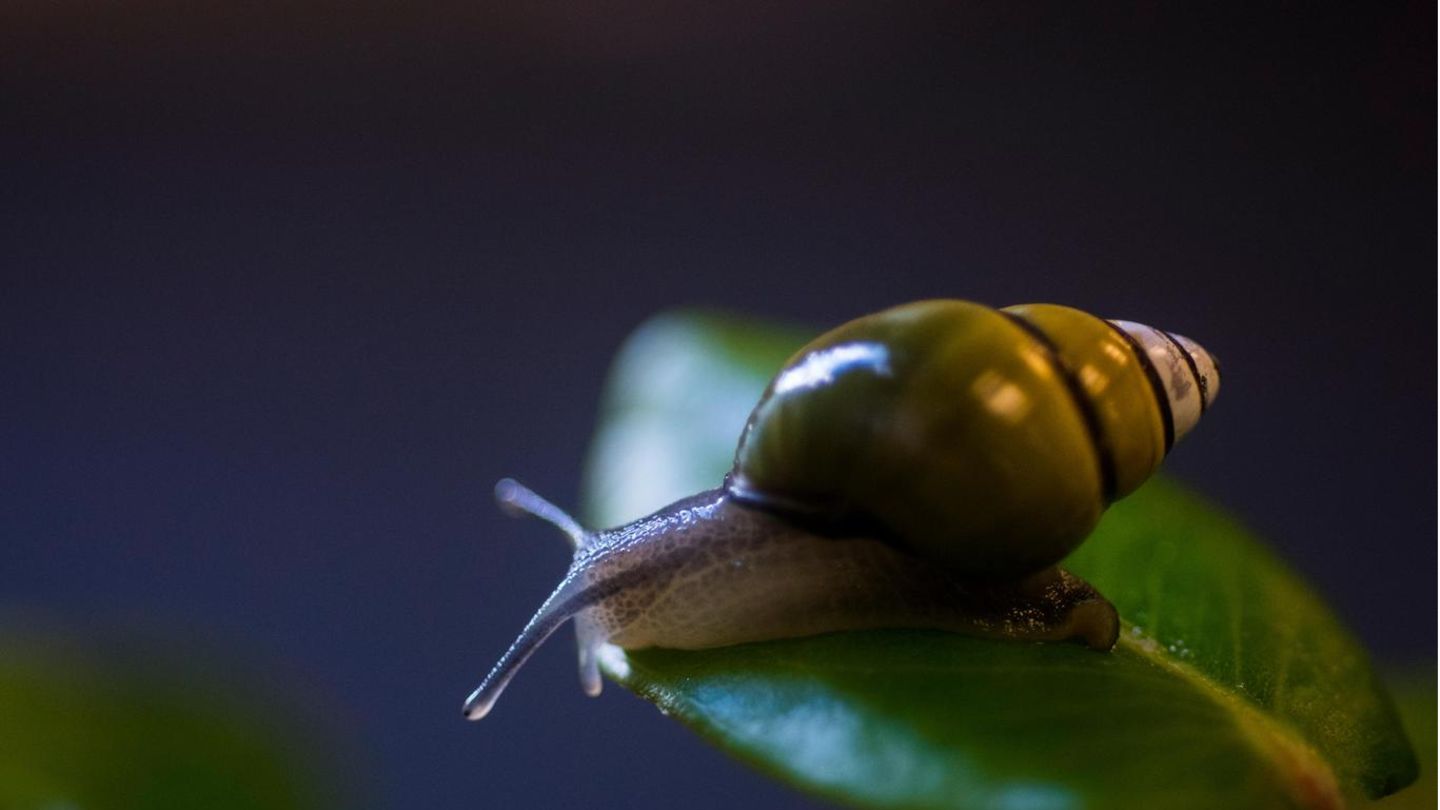 Allein auf der Vulkaninsel Oahu leben Baumschnecken der Gattung Achatinella (hier.: Achatinella sowerbyana). Alle Arten gelten als gefährdet, von vielen existieren nur noch wenige Exemplare