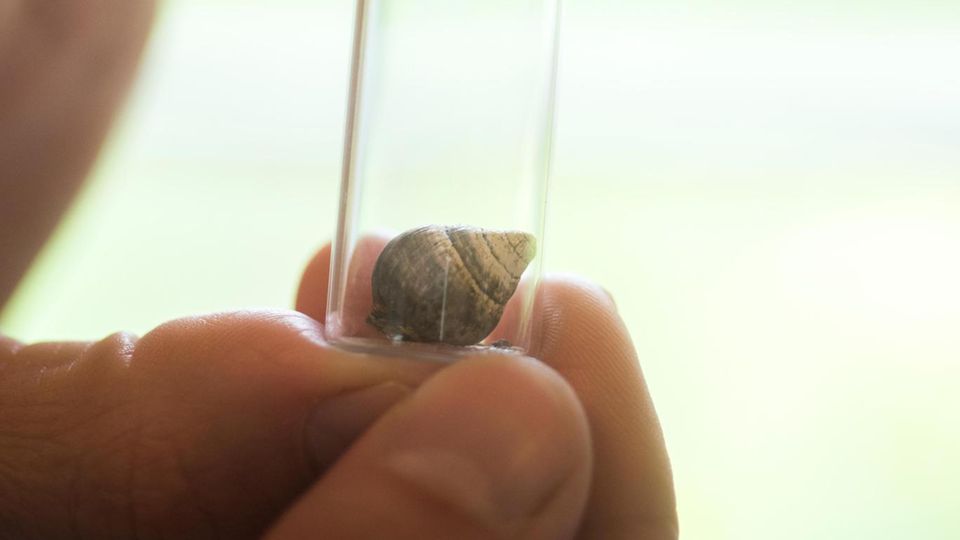 Biologist David Sischo holds George, Achatinella Apexfulva, the last known snail of its kind, who became extinct on New Years Day 2019 in the DLNR trailer in Kailua, Oahu. Hier ruht George, letztes Exemplar der Art Achatinella apexfulva, verstorben 2019. Zehn Jahre verbrachte George partnerlos in einem Terrarium. Benannt ist er nach Lonesome George, einer Riesenschildkröte auf Galápagos – ebenfalls die Letzte ihrer Population