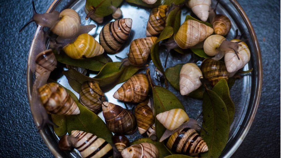 Artensterben: Die auf Oahu lebenden Baumschnecken sind für ihre filigran gezeichneten Gehäuse bekannt, die früher oft für den Kopf- und Halsschmuck Lei genutzt wurden Die auf Oahu lebenden Baumschnecken sind für ihre filigran gezeichneten Gehäuse bekannt, die früher oft für den Kopf- und Halsschmuck Lei genutzt wurden