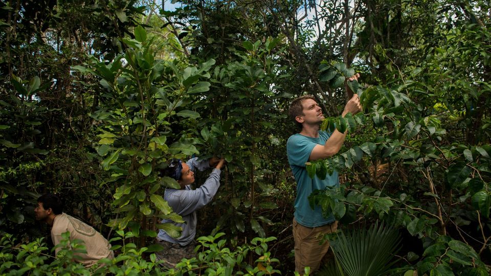 Artensterben: In einem Naturschutzgebiet der Wai’anae-Berge sucht Biologe David Sischo (r.) mit seinem Team nach Exemplaren von Achatinella mustelina – die Schnecke lebt einzig an dieser Bergkette In einem Naturschutzgebiet der Wai’anae-Berge sucht Biologe David Sischo (r.) mit seinem Team nach Exemplaren von Achatinella mustelina – die Schnecke lebt einzig an dieser Bergkette