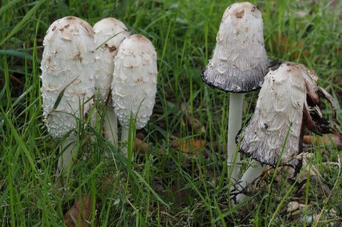 Der Schopf-Tintling ist der Pilz des Jahres. Foto: Gerhard Schuster/Deutsche Gesellschaft für Mykologie/dpa