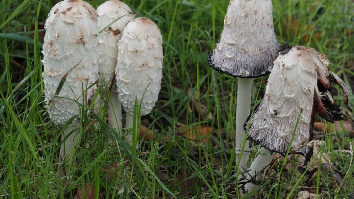 Mehrere Schopf-Tintlinge in hohem Gras