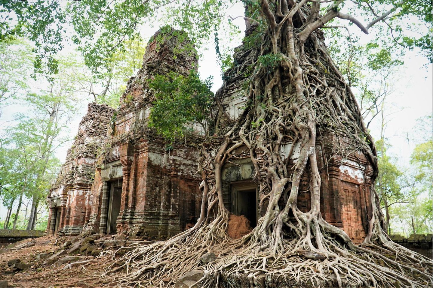Koh Ker: Archäologische Stätte des antiken Lingapura oder Chok Gargyar (Kambodscha) Steintempel von Baumwurzeln überwuchert