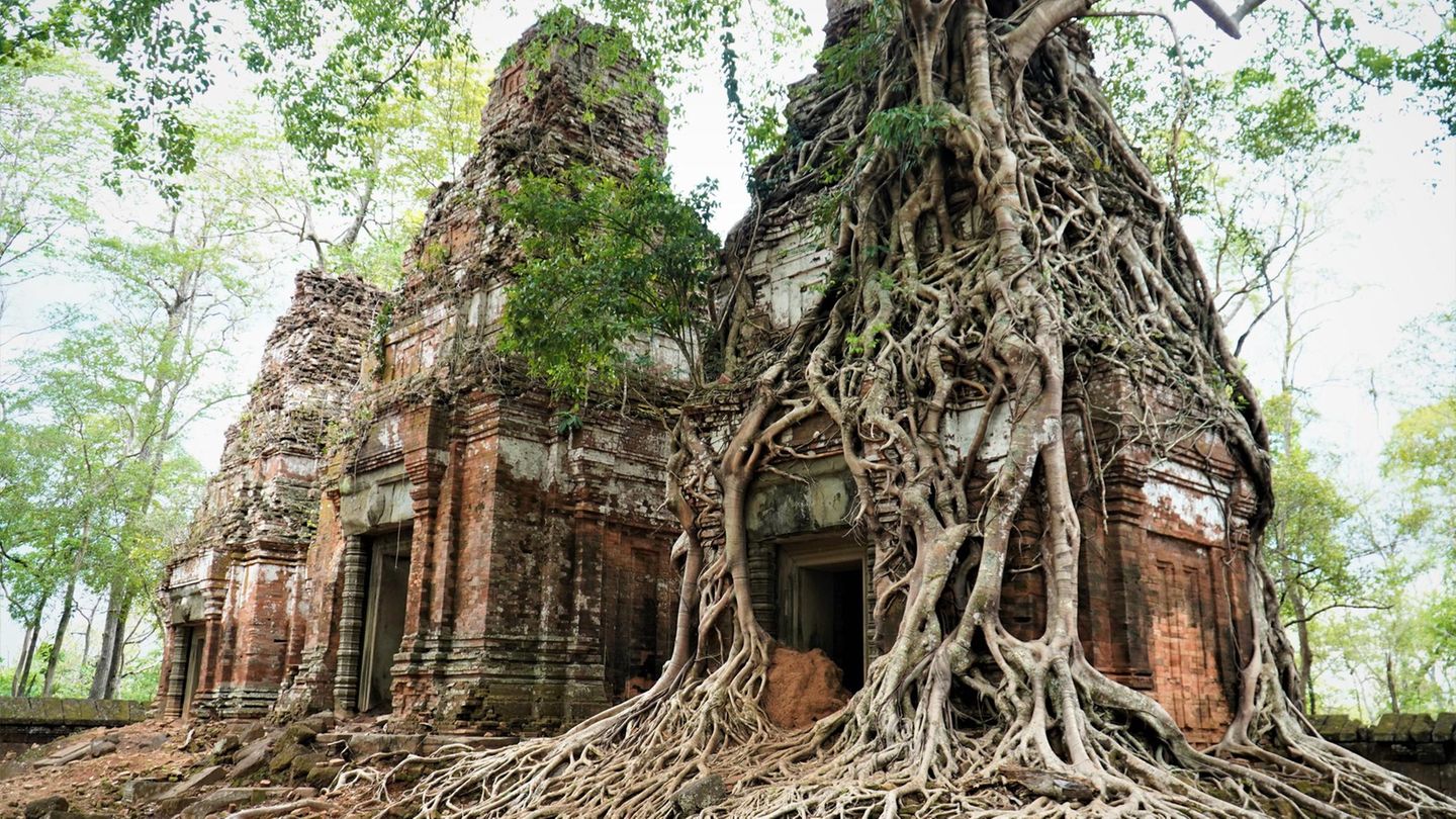 Koh Ker: Archäologische Stätte des antiken Lingapura oder Chok Gargyar (Kambodscha) Steintempel von Baumwurzeln überwuchert