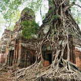 Steintempel von Baumwurzeln überwuchert