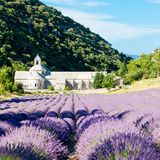 Romanischer Bau, schlicht mit Turm am Fuß eines bewaldeten Hügels, vorne großes Lavendelfeld, ganz hinten ahnt man das Meer.