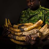 Allein im Jahr 2021 wurden zwölf Elefanten von Zügen überfahren. Die Anti-Wilderer-Einheiten des Parks sichern das Elfenbein, denn Wilderei ist noch immer die größte Bedrohung für den Afrikanischen Waldelefanten. Doch selbst dort, wo die Bedrohung durch den Menschen gering ist, gefährdet der menschengemachte Klimawandel inzwischen das Überleben in den tropischen Wäldern. Seit 2021 gilt der Waldelefant daher als vom Aussterben bedroht