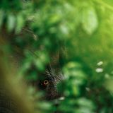 In der dichten Vegetation des Regenwaldes hat der niederländische Fotograf Jasper Doest einen der letzten Afrikanischen Waldelefanten (Loxodonta cyclotis) aufgespürt. Hier, im Lopé-Nationalpark in Gabun, leben rund 70 Prozent der verbliebenen Waldelefanten Afrikas. Es ist die letzte stabile Hochburg dieser Art, der Regenwald und seine Megafauna sind gut geschützt. Doch der Klimawandel bedroht beide