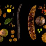 Die wichtigste Nahrungsquelle in der afrikanischen Megafauna: Früchte. Forschende beobachten allerdings einen alarmierenden Rückgang der Fruchtmenge im Lopé-Nationalpark: In den vergangenen 30 Jahren ging die Fruchtproduktion durch den Klimawandel um 81 Prozent zurück. In der Folge verschlechterte sich auch die körperliche Verfassung der Waldelefanten deutlich  