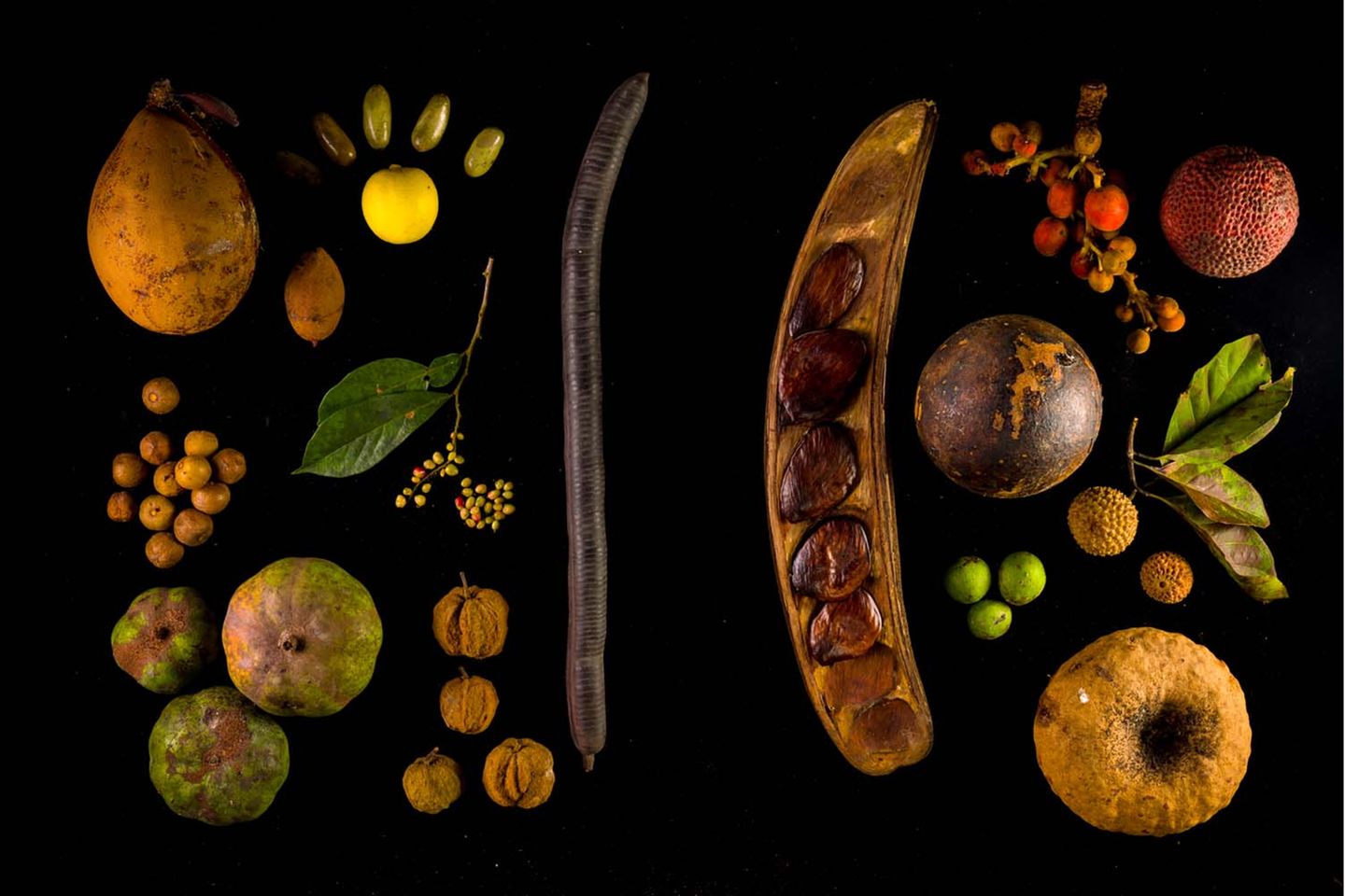 Die wichtigste Nahrungsquelle in der afrikanischen Megafauna: Früchte. Forschende beobachten allerdings einen alarmierenden Rückgang der Fruchtmenge im Lopé-Nationalpark: In den vergangenen 30 Jahren ging die Fruchtproduktion durch den Klimawandel um 81 Prozent zurück. In der Folge verschlechterte sich auch die körperliche Verfassung der Waldelefanten deutlich  