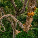 Die Frucht, die bislang das Überleben der Waldelefanten sicherte, braucht die Tiere ebenfalls für ihren Fortbestand. Die hartschaligen Früchte des Baumes Omphalocarpum procerum thronen hoch über dem Waldboden und sind so einzig für die Waldelefanten erreichbar. Nur mit ihrer Hilfe kann der Baum seine Samen verbreiten. In anderen Regionen Afrikas, in denen die Elefanten bereits durch Wilderei ausgerottet wurden, verrotten die Früchte des Baumes, ohne sich zu vermehren