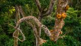 Die Frucht, die bislang das Überleben der Waldelefanten sicherte, braucht die Tiere ebenfalls für ihren Fortbestand. Die hartschaligen Früchte des Baumes Omphalocarpum procerum thronen hoch über dem Waldboden und sind so einzig für die Waldelefanten erreichbar. Nur mit ihrer Hilfe kann der Baum seine Samen verbreiten. In anderen Regionen Afrikas, in denen die Elefanten bereits durch Wilderei ausgerottet wurden, verrotten die Früchte des Baumes, ohne sich zu vermehren