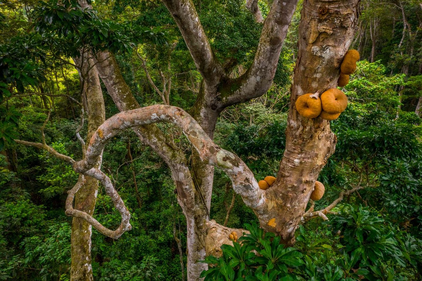 Die Frucht, die bislang das Überleben der Waldelefanten sicherte, braucht die Tiere ebenfalls für ihren Fortbestand. Die hartschaligen Früchte des Baumes Omphalocarpum procerum thronen hoch über dem Waldboden und sind so einzig für die Waldelefanten erreichbar. Nur mit ihrer Hilfe kann der Baum seine Samen verbreiten. In anderen Regionen Afrikas, in denen die Elefanten bereits durch Wilderei ausgerottet wurden, verrotten die Früchte des Baumes, ohne sich zu vermehren