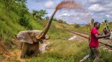Auch Konflikte mit dem Menschen nehmen zu. Hier verteidigt sich ein verletzter Elefant, nachdem er von einem Zug angefahren wurde, der den Lopé-Nationalpark kreuzt. Das Problem: Elefanten bleiben oft selbst dann auf den Gleisen stehen, wenn sich ein Zug nähert. Dieser Elefant war zu schwer verletzt, um gerettet zu werden. Die Parkverwaltung tötete ihn und verteilte sein Fleisch an die Menschen in der Umgebung
