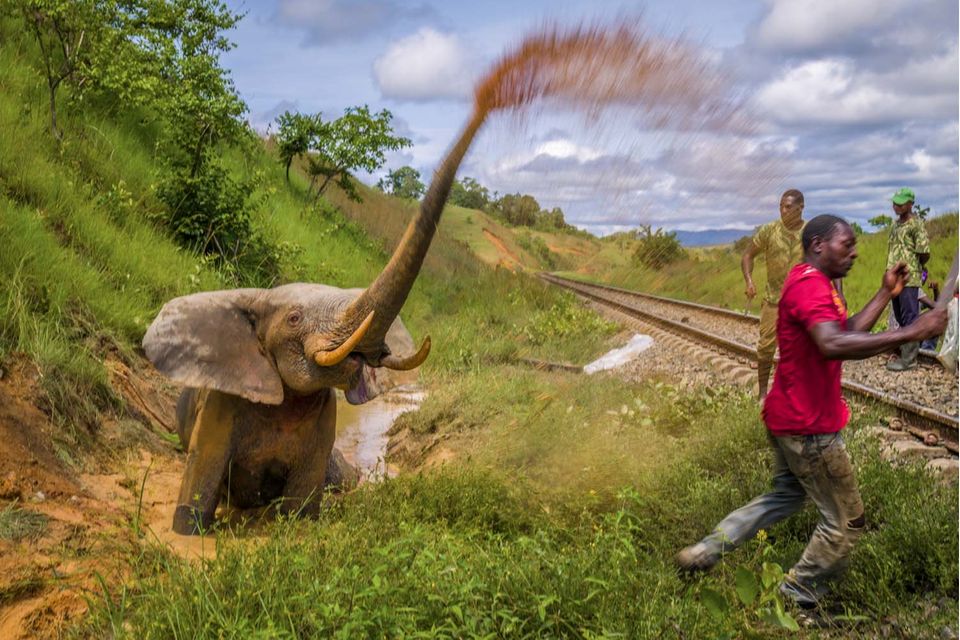 Auch Konflikte mit dem Menschen nehmen zu. Hier verteidigt sich ein verletzter Elefant, nachdem er von einem Zug angefahren wurde, der den Lopé-Nationalpark kreuzt. Das Problem: Elefanten bleiben oft selbst dann auf den Gleisen stehen, wenn sich ein Zug nähert. Dieser Elefant war zu schwer verletzt, um gerettet zu werden. Die Parkverwaltung tötete ihn und verteilte sein Fleisch an die Menschen in der Umgebung  1.4985