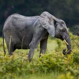 Dieses Foto eines abgemagerten Waldelefantenweibchens ist deshalb keine Ausnahme. Forschende der schottischen Universität Stirling haben nach der Auswertung von mehr als 2.500 Fotografien aus den Jahren 1997 bis 2018 eine langfristige Verschlechterung der körperlichen Verfassung der Waldelefanten im Lopé-Nationalpark festgestellt. Weil das mit dem Rückgang der Fruchproduktion im Wald korreliert, gehen die Forschenden von systemischen Veränderungen im Ökosystem aus