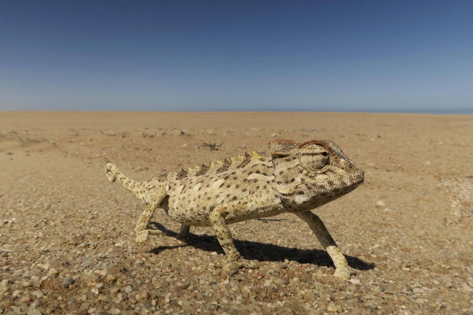 Wüstenchamäleon (Chamaeleo namaquensis), Namib-Wüste