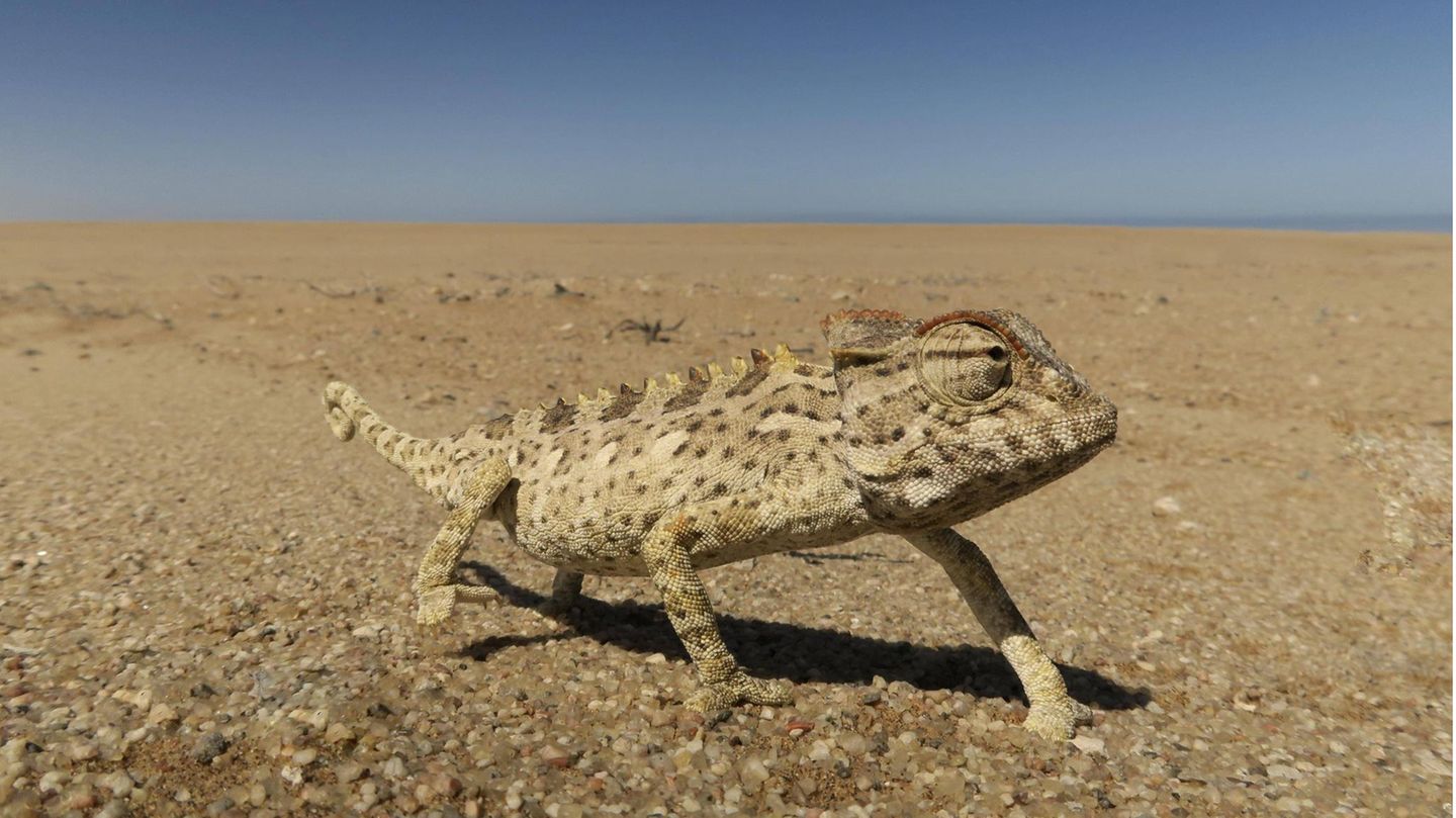 Wüstenchamäleon (Chamaeleo namaquensis), Namib-Wüste Wüstenchamäleon (Chamaeleo namaquensis), Namib-Wüste