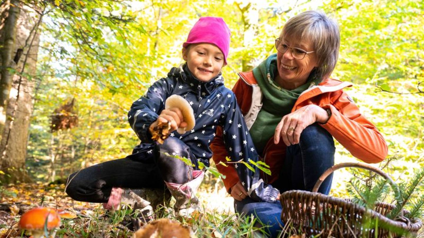 Pilze sammeln mit Kindern im Wald