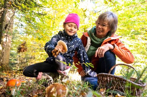 Pilze sammeln mit Kindern im Wald