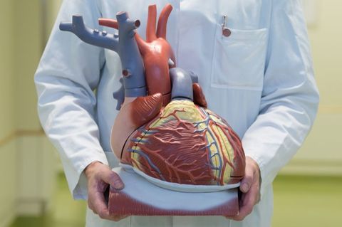 Ein Arzt zeigt ein anatomisches Modell des menschlichen Herzens