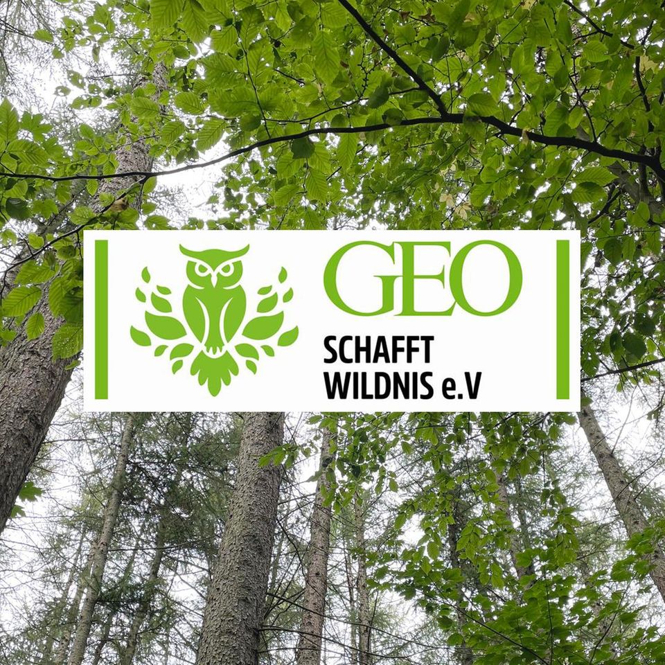 Die Waldstücke werden nach dem Kauf sich selbst überlassen - damit sich die Natur frei entfalten kann