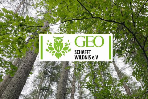 Die Waldstücke werden nach dem Kauf sich selbst überlassen - damit sich die Natur frei entfalten kann