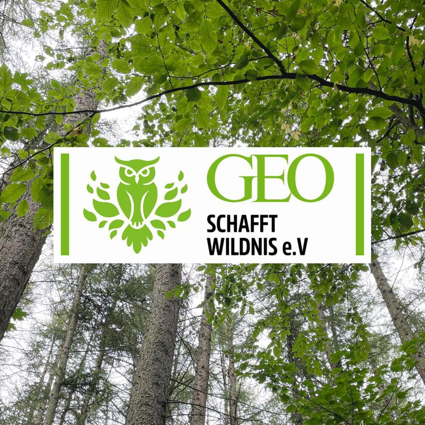 Die Waldstücke werden nach dem Kauf sich selbst überlassen - damit sich die Natur frei entfalten kann