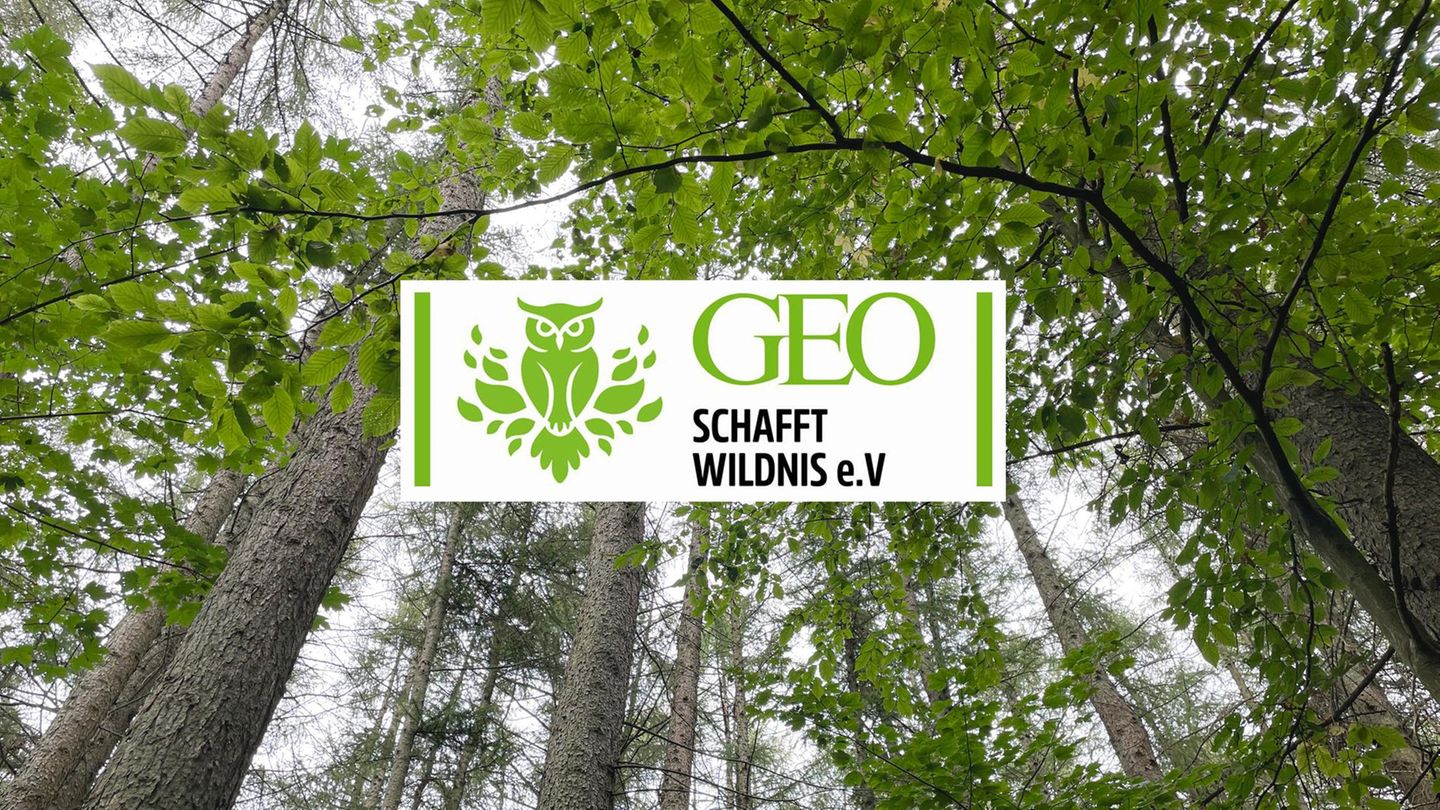 Die Waldstücke werden nach dem Kauf sich selbst überlassen - damit sich die Natur frei entfalten kann