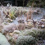 Winterquartier Gartenteich