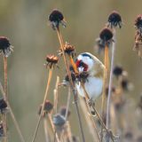 Winterquartier Stauden
