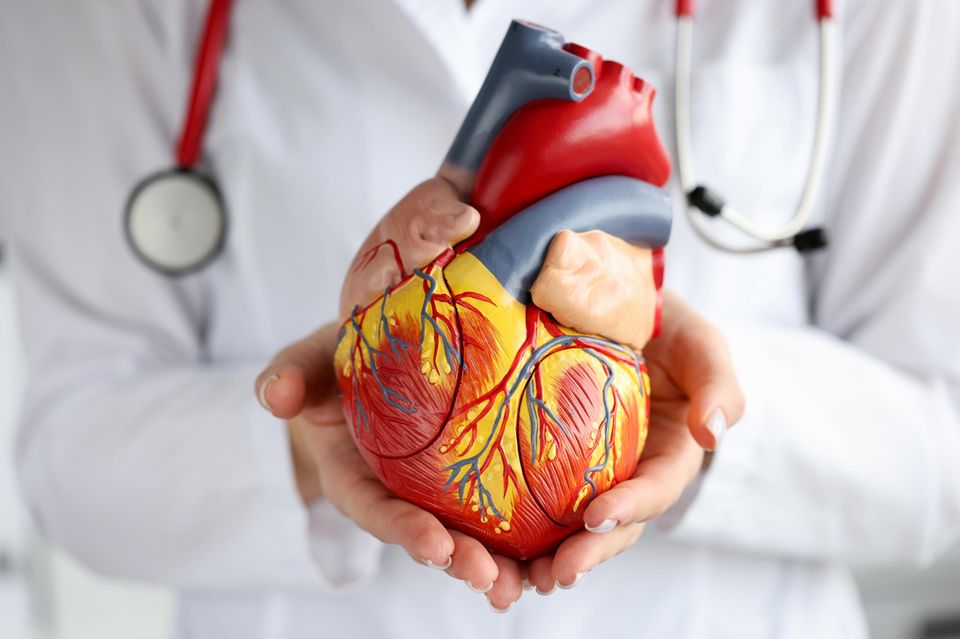Zwei Hände halten ein anatomisches Modell eines Herzens.