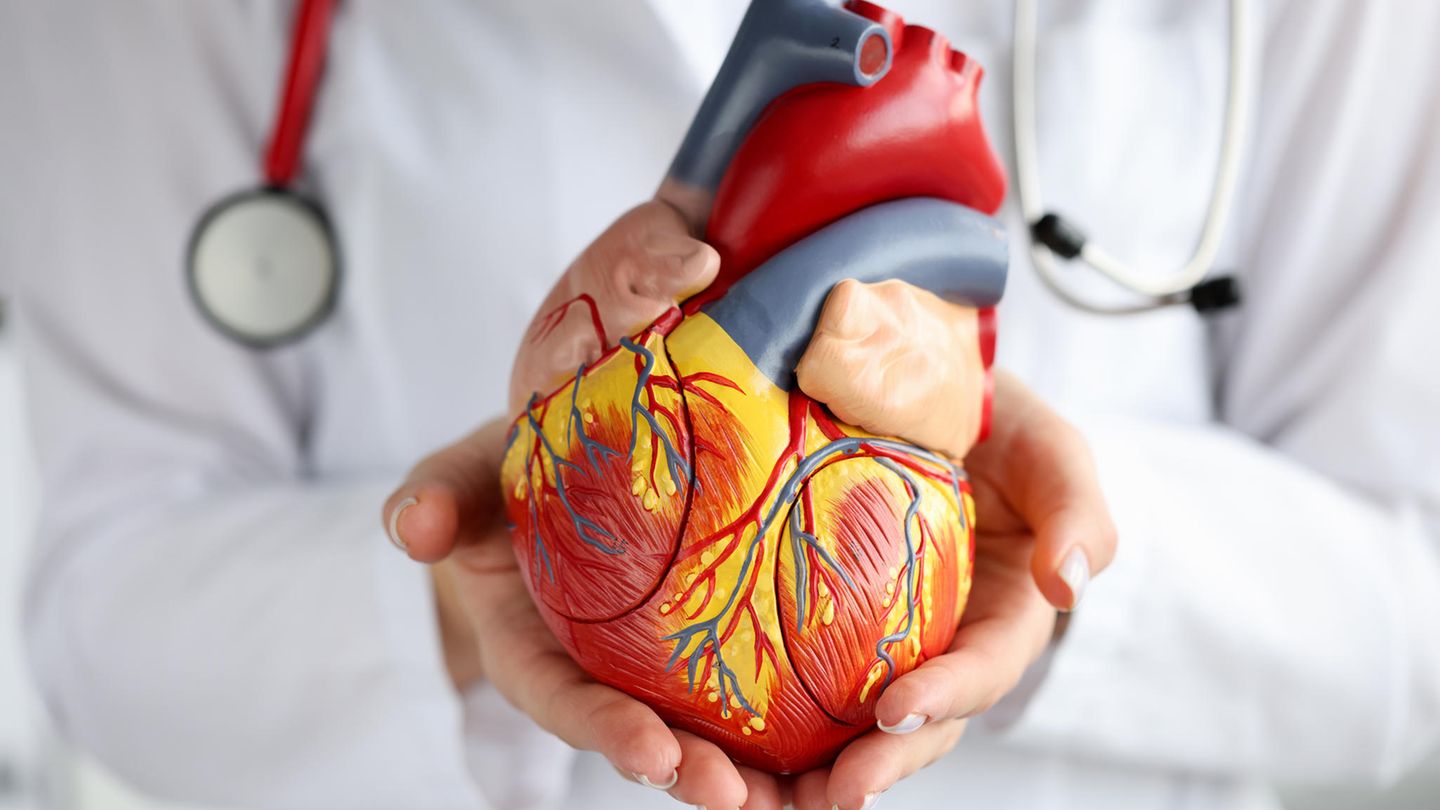 Zwei Hände halten ein anatomisches Modell eines Herzens.