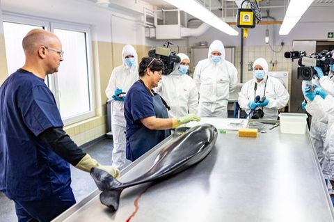 Ein im Juni an der Küste der Insel Sylt tot aufgefundenen Schweinswal wird untersucht. Foto: Axel Heimken/dpa