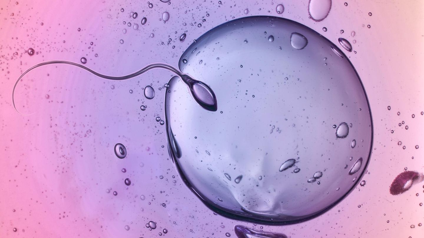 Verhütung: Spermium und Eizelle im Moment der Verschmelzung Spermium und Eizelle im Moment der Verschmelzung