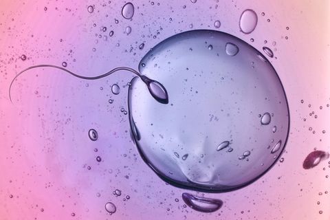 Spermium und Eizelle im Moment der Verschmelzung