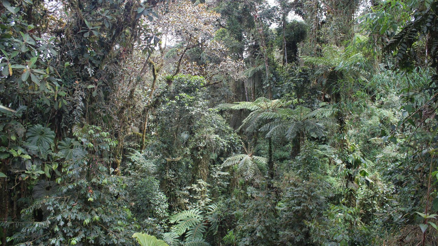 undurchdringlicher Nebelwald mit Palmen, Farnen und Bäumen