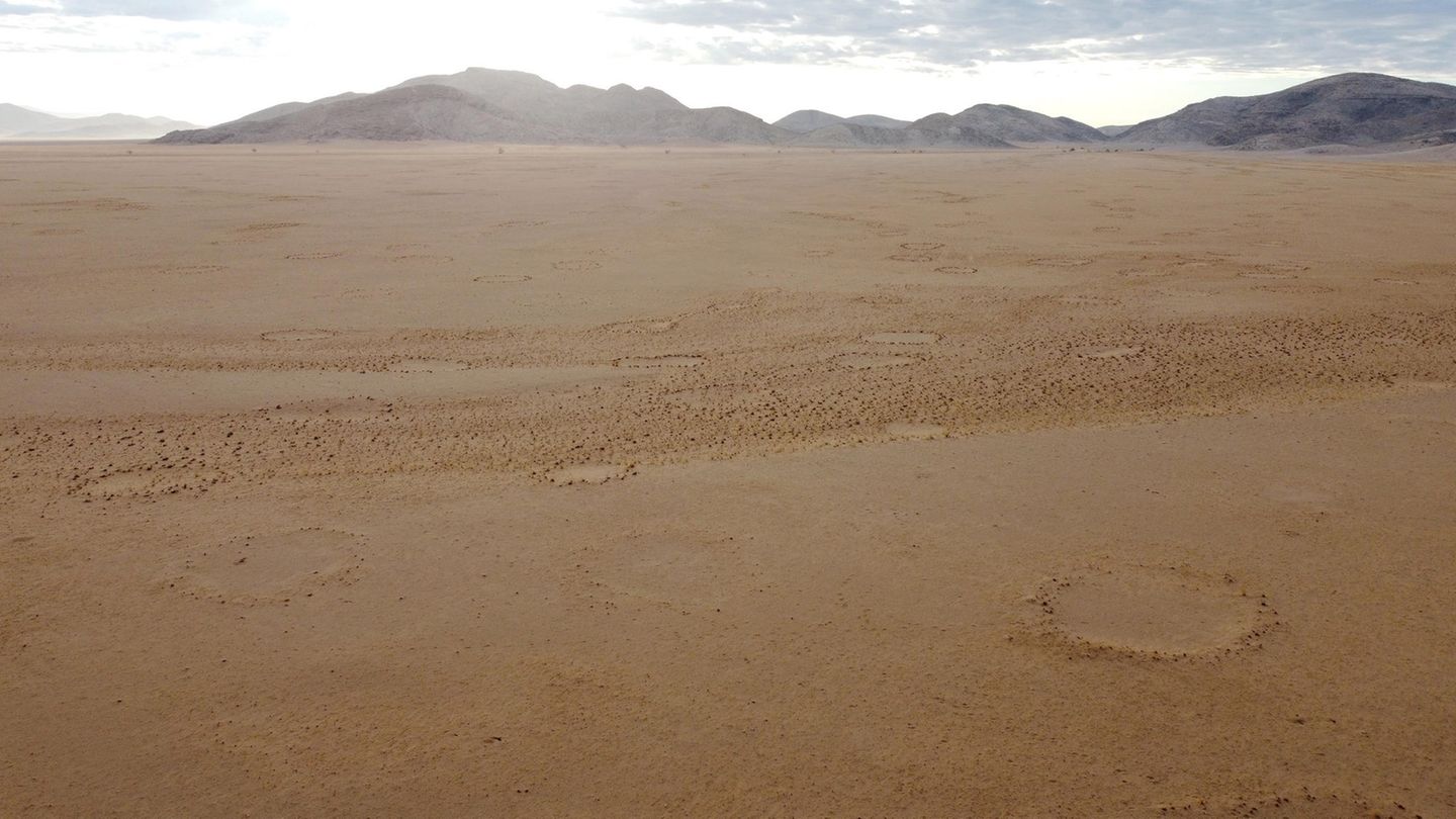In der sandigen Ebene im Westen Namibias tauchen in der Trockenzeit viele Feenkreise auf: kreisrunde Löcher, wo trotz Grasland nichts wächst