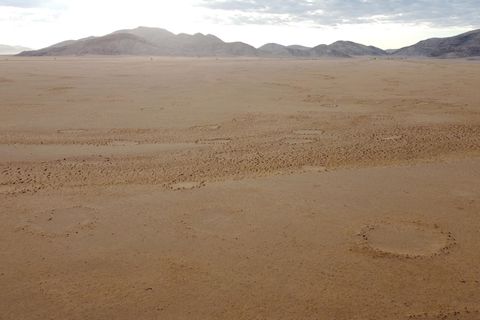 In der sandigen Ebene im Westen Namibias tauchen in der Trockenzeit viele Feenkreise auf: kreisrunde Löcher, wo trotz Grasland nichts wächst