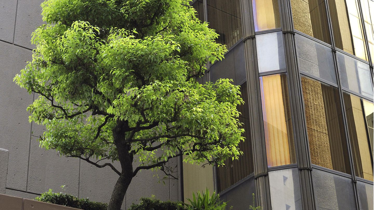 Ein Baum vor einer Häuserfront