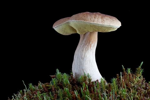 Fichten-Steinpilz vor schwarzem Hintergrund