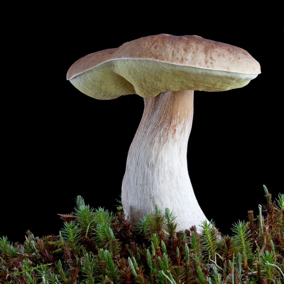 Fichten-Steinpilz vor schwarzem Hintergrund