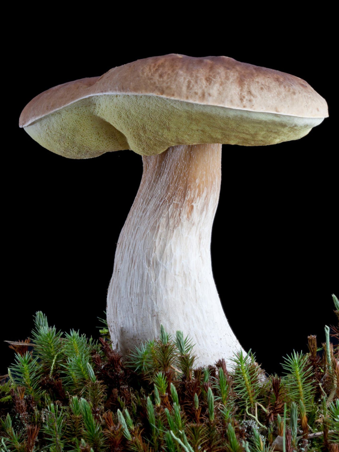 Fichten-Steinpilz vor schwarzem Hintergrund