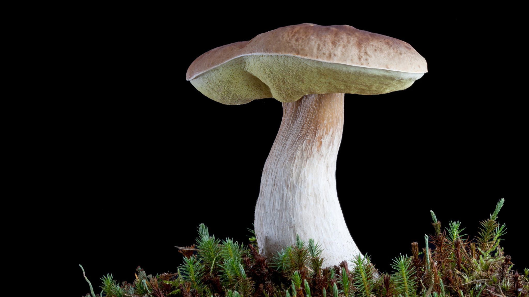 Fichten-Steinpilz vor schwarzem Hintergrund