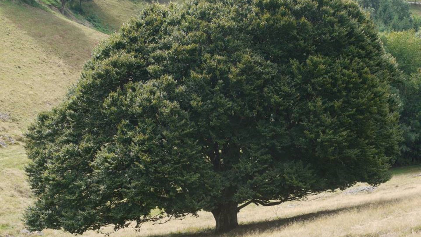 Das Ergebnis einer Jahrhunderte alten Weidewirtschaft sind die Rotbuchen im Südschwarzwald. Immer wieder von Weidevieh angefressen, dauert es oft Jahrzehnte, bis ein junger Trieb es schafft, zu einem Stamm zu werden.  Die bis zu 250 Jahre alten Charakterbäume, auch Weidbuchen genannt, sind auf zahlreichen Wanderwegen des Schwarzwaldvereins zu erleben.