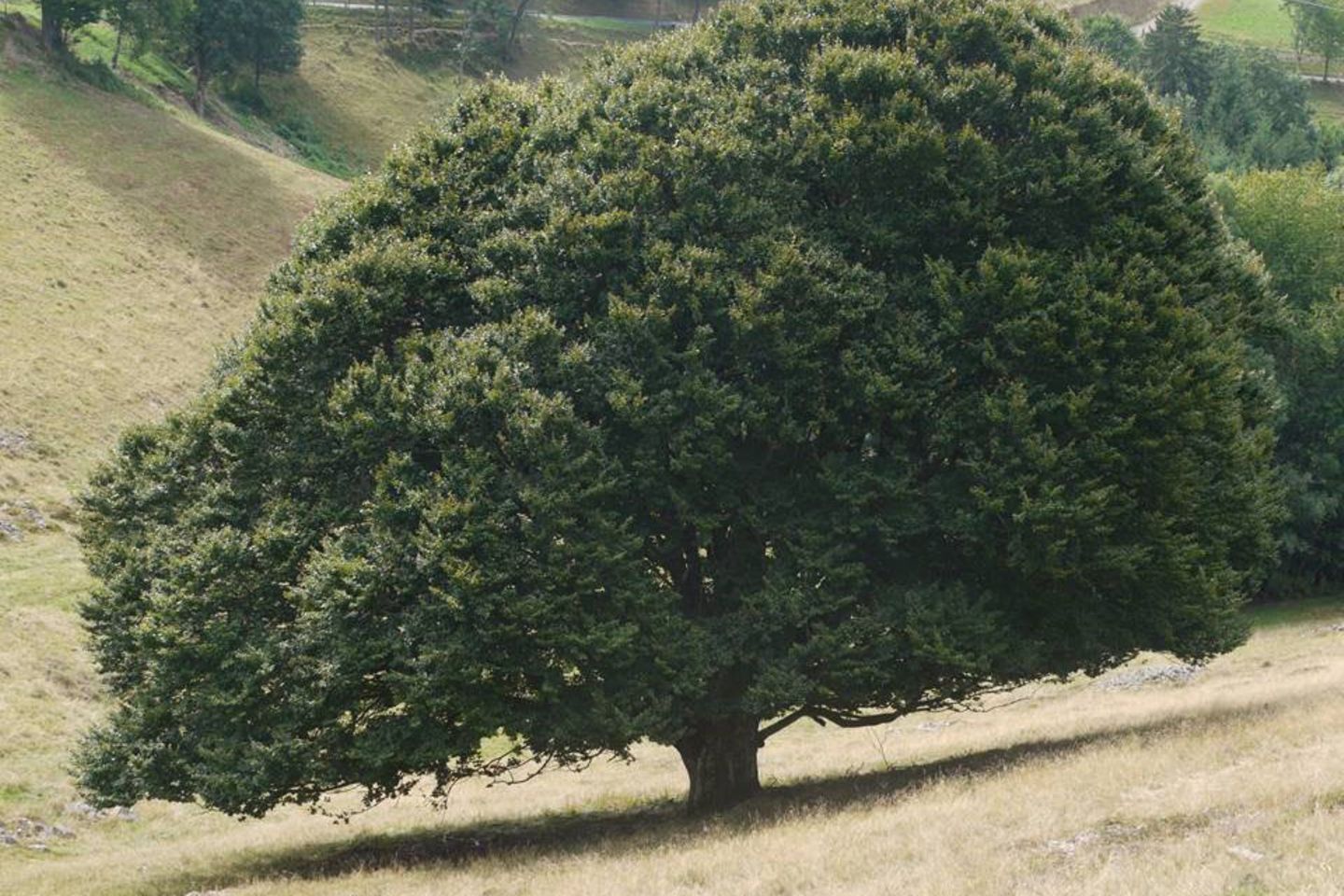 Besonderer Wuchs dank Weidewirtschaft Das Ergebnis einer Jahrhunderte alten Weidewirtschaft sind die Rotbuchen im Südschwarzwald. Immer wieder von Weidevieh angefressen, dauert es oft Jahrzehnte, bis ein junger Trieb es schafft, zu einem Stamm zu werden. Die bis zu 250 Jahre alten Charakterbäume, auch Weidbuchen genannt, sind auf zahlreichen Wanderwegen des Schwarzwaldvereins zu erleben.