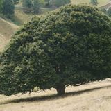 Das Ergebnis einer Jahrhunderte alten Weidewirtschaft sind die Rotbuchen im Südschwarzwald. Immer wieder von Weidevieh angefressen, dauert es oft Jahrzehnte, bis ein junger Trieb es schafft, zu einem Stamm zu werden.  Die bis zu 250 Jahre alten Charakterbäume, auch Weidbuchen genannt, sind auf zahlreichen Wanderwegen des Schwarzwaldvereins zu erleben.