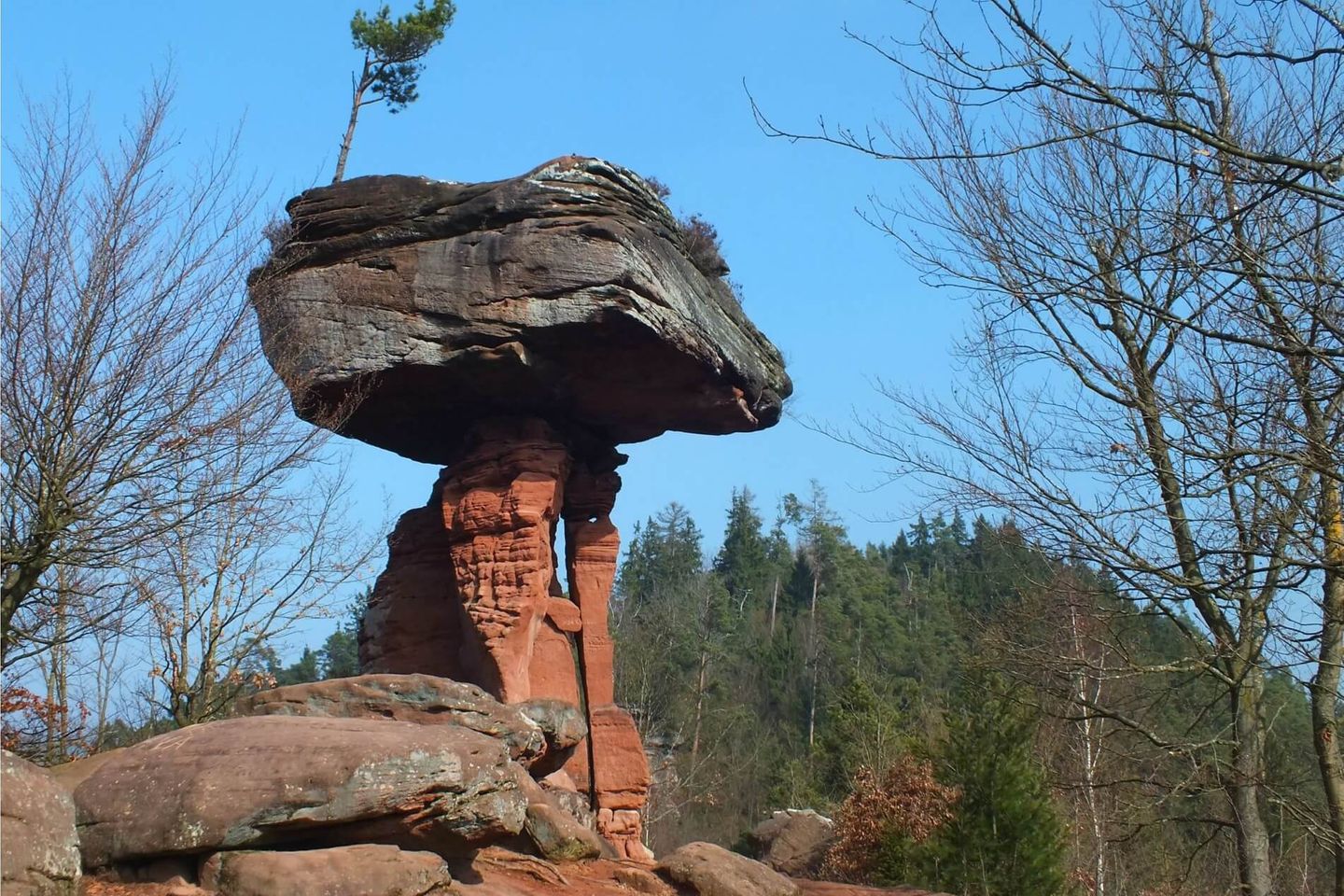284 Tonnen in Balance Der Teufelstisch bei Hinterweidenthal ist weder ein Tisch, noch hat er etwas mit dem Teufel zu tun. Es handelt sich um einen 14 Meter hohen pilzförmigen Felsen im deutschen Teil des artenreichen Biosphärenreservats Pfälzerwald-Nordvogesen. Das Naturphänomen verdankt seine ungewöhnliche Form der unterschiedlichen Härte (und Erosionsgeschwindigkeit) von 250 Millionen Jahre alten Sandsteinsedimenten. Naturfreunde können den Geotop und die umgebenden artenreichen Mischwälder des größten zusammenhängenden Waldgebiets Deutschlands unter anderem auf der 9,5 Kilometer lange Hinterweidenthaler Teufelstischtour erkunden.