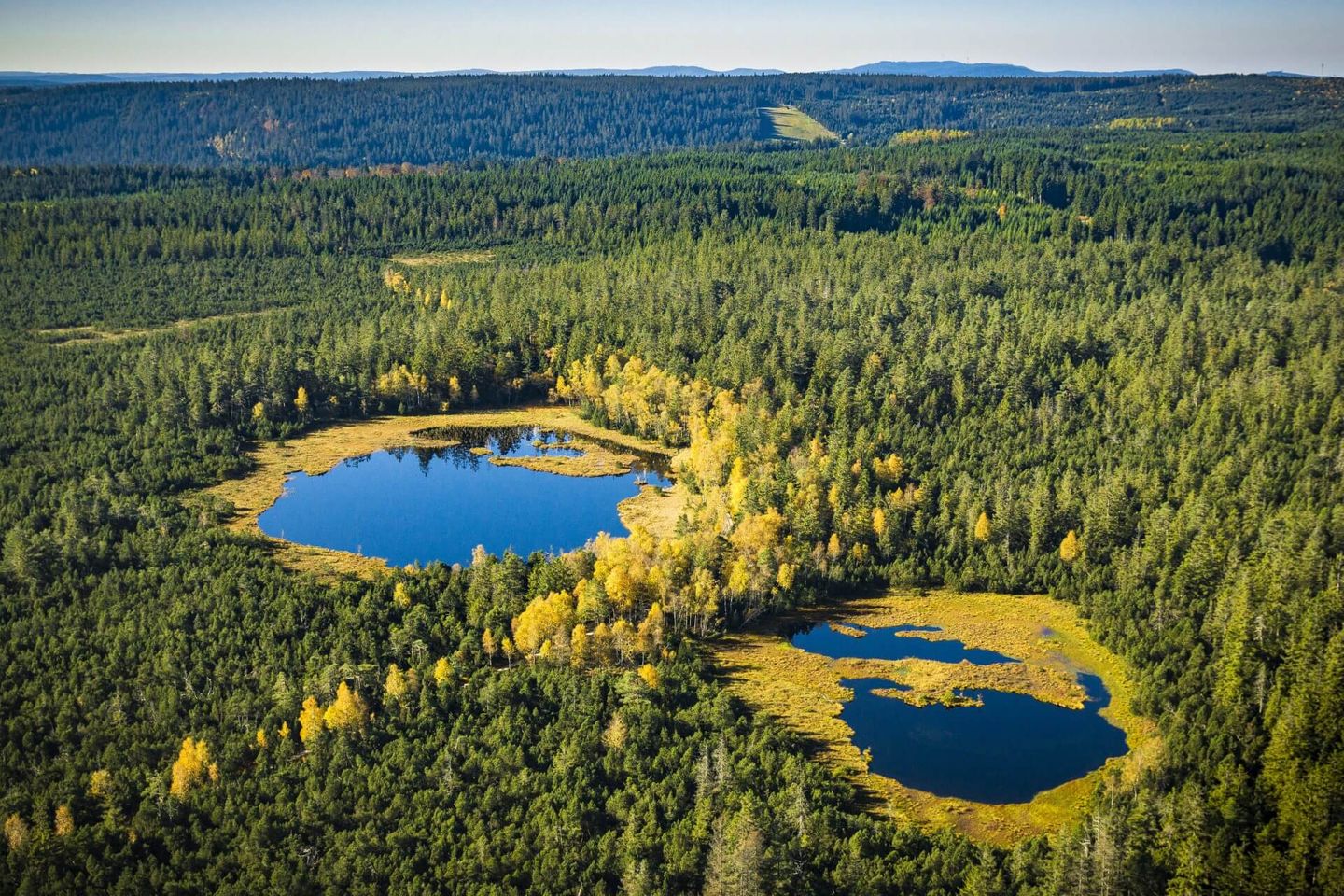 Größtes naturbelassenes Hochmoorgebiet Deutschlands Deutschlands größtes naturbelassenes Hochmoorgebiet bietet Kreuzottern, Libellen, Wollgras, Sonnentau und Bergkiefern ein wichtiges Rückzugsgebiet. Der Natur-Hotspot "Wildsee" liegt auf einem Höhenzug zwischen dem Murg- und Enztal im Naturpark Schwarzwald Mitte/Nord. Für Entdeckungsfreudige ist das Moor naturverträglich durch einen Holz-Bohlenweg erschlossen. In der Nähe informiert zudem das Infozentrum Kaltenbronn über die Besonderheiten des Moores.